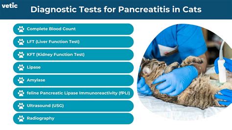 Diagnosis of feline pancreatitis with feline pancreatic lipase tests.